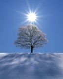 Arbre Enneigé Sous un Soleil Brillant