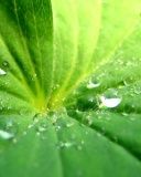 Feuille Verte avec Gouttes d'Eau