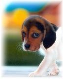 Adorable Chiot Beagle
