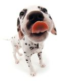 Chiot Dalmatien Mignon