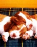 Chiots Endormis