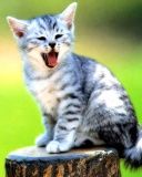 Mignon Chaton Gris en Bâillant