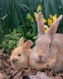 Lapins Mignons dans la Nature