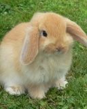 Lapin Mignon