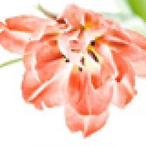 Belle fleur de tulipe rose