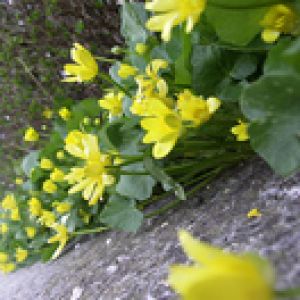 Fleurs Sauvages Jaunes Vives