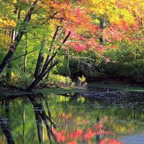 Reflets d'Automne dans la Nature