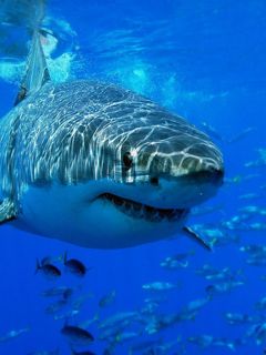 Grand Requin Blanc Sous l'Eau