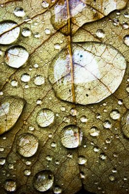 Gouttes d'eau sur une feuille