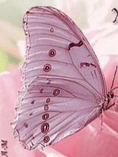 Belle Papillon en Gros Plan
