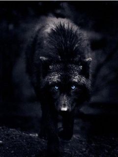 Loup Noir Mystique