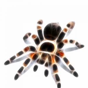 Tarantule Colorée