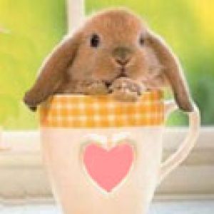 Lapin Mignon dans une Tasse
