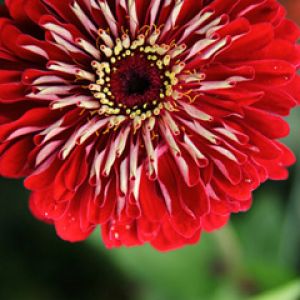 Fleur Rouge Vibrante