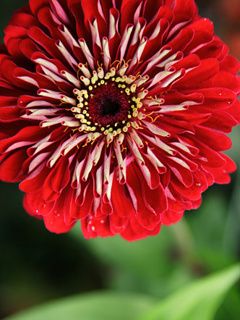 Fleur Rouge Vibrante