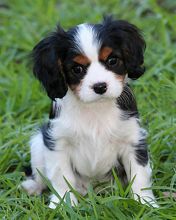 Chiot Adorable Cavalier King Charles Spaniel
