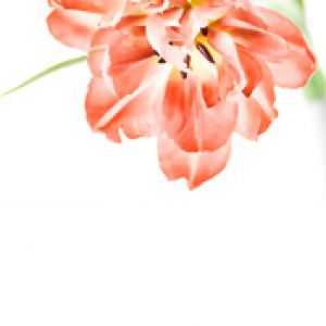 Belle fleur de tulipe rose