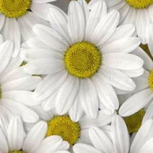Belles Marguerites Blanches