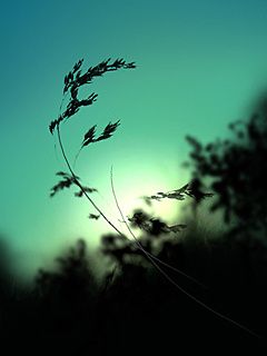 Silhouette de Nature Sereine