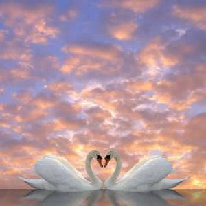 Cygnes Élégants en Amour