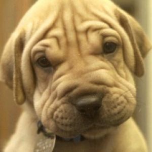 Adorable Chiot Shar Pei