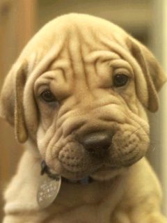 Adorable Chiot Shar Pei