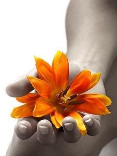 Fleur Orange dans la Main