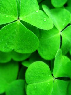 Feuilles de Trèfle Vert Vives