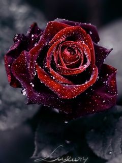 Rose Rouge de Luxe