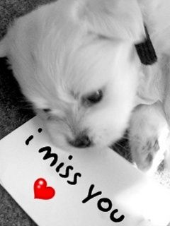 Chiot Mignon Qui Te Manque