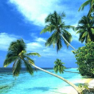 Paradis de Plage Tropicale