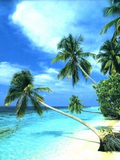 Paradis de Plage Tropicale