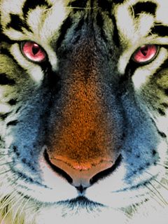 Gros Plan d'un Tigre Majestueux
