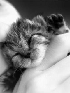 Chaton Mignon qui Dort