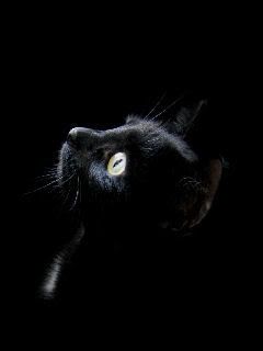 Portrait de Chat Noir