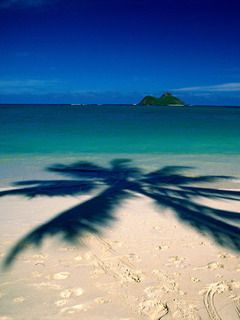 Plage Tropicale avec Ombre de Palmier