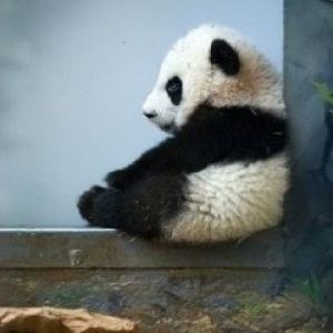 Bébé Panda Adorable