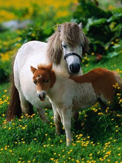 Poneys mignons dans un champ de fleurs