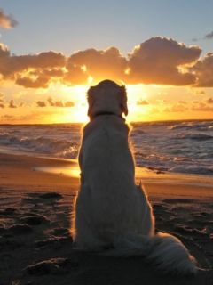 Chien Regardant le Coucher de Soleil