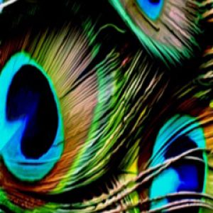 Plumes de Paon Vibrantes
