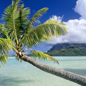 Paradis Tropical avec Palmier