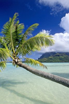 Paradis Tropical avec Palmier