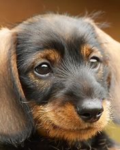 Chiot Dachshund Mignon