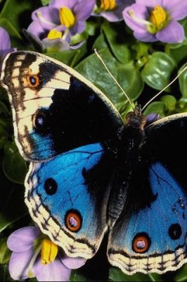 Papillon Bleu sur Fleurs