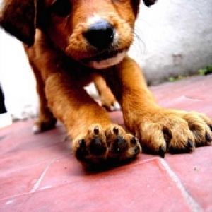 Chiot Mignon