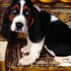 Adorable Chiot Basset Hound