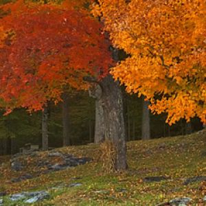 Arbres d'Automne aux Couleurs Vives