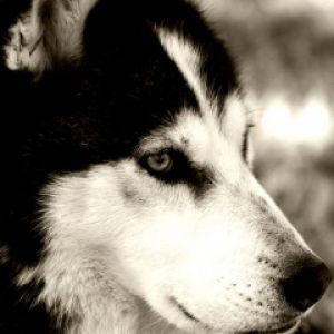 Portrait de Husky Sibérien