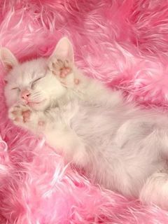Mignon Chaton Blanc en Train de Dormir