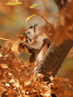 Écureuil dans les Feuilles d'Automne